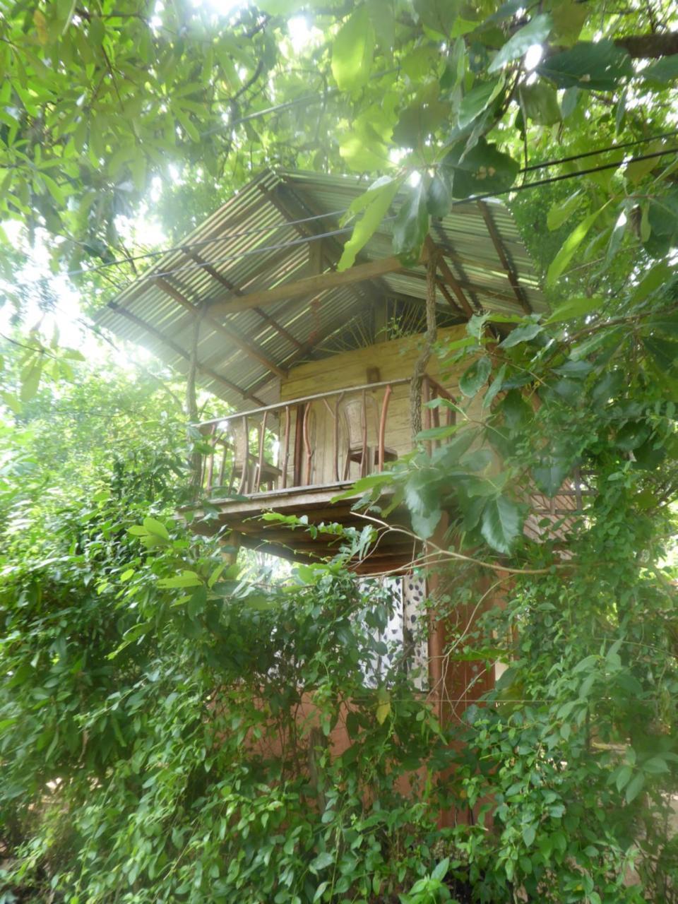 Angry Birds Tree House Lejlighed Habarana Eksteriør billede